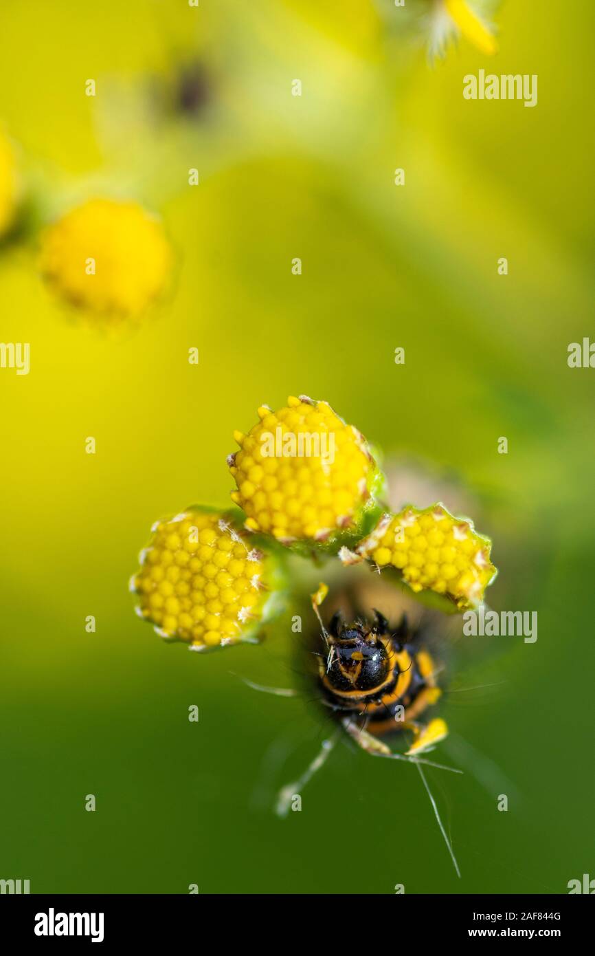 Zinnober-Motte-Raupe (Tyria jacobaeae), die sich von Ragwort (Jacobaea vulgaris)-Blumenköpfen ernährt Stockfoto