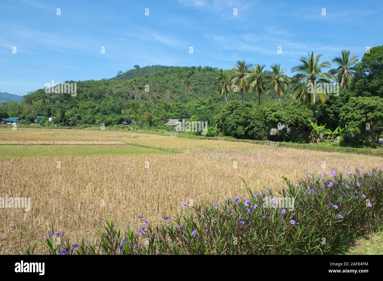Grüne, braune, gelbe und goldene Reisfelder von Mai Chau, Nordwest von Vietnam Stockfoto