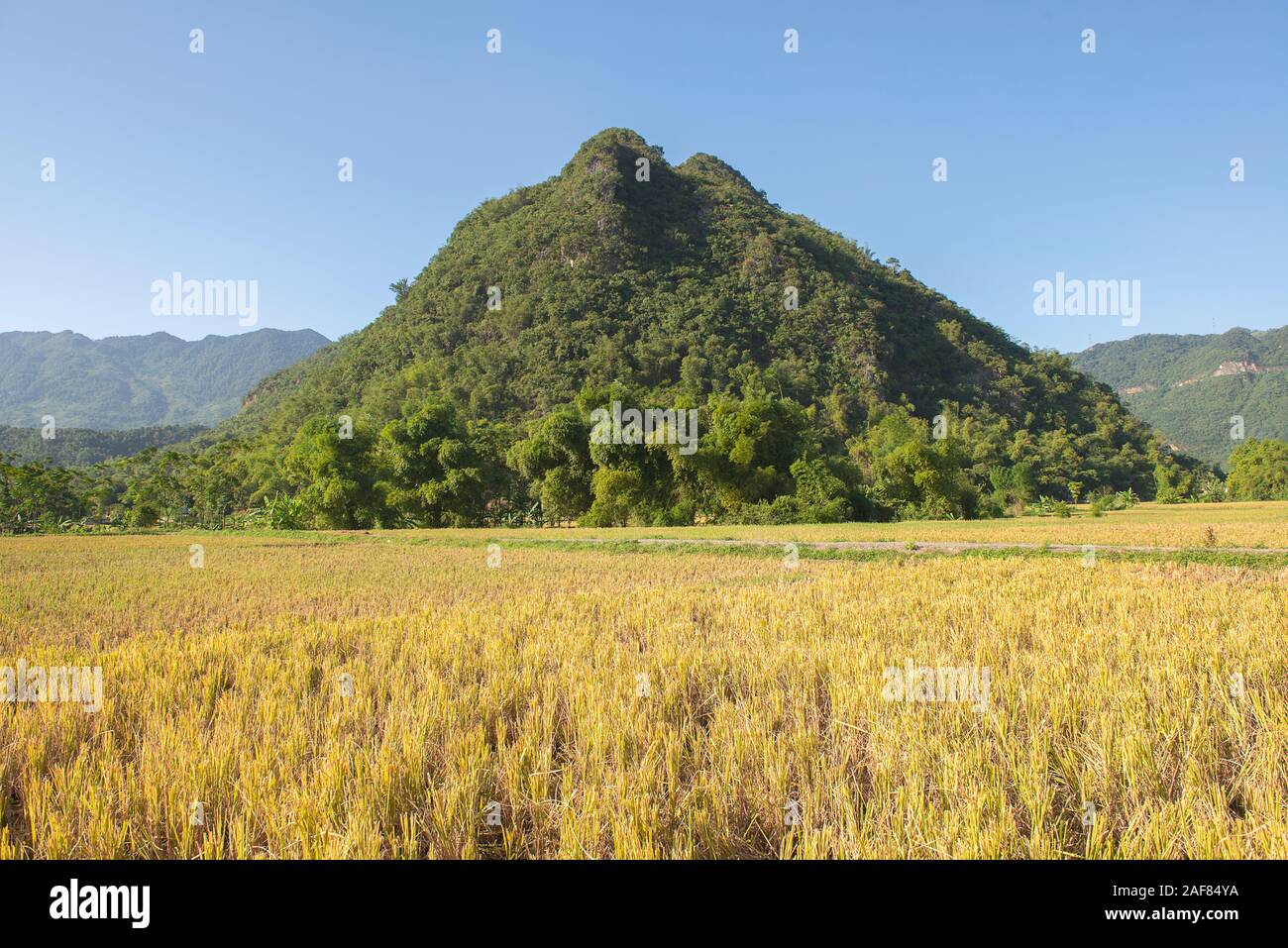 Grüne, braune, gelbe und goldene Reisfelder von Mai Chau, Nordwest von Vietnam Stockfoto
