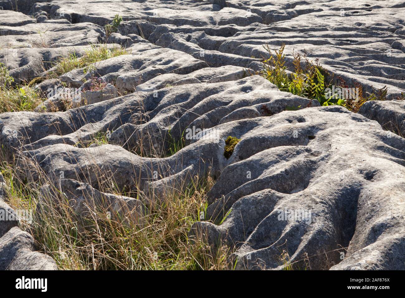 Nahaufnahme der Kalkstein Pflaster über Malham Cove in Yorkshire Dales National Park Stockfoto