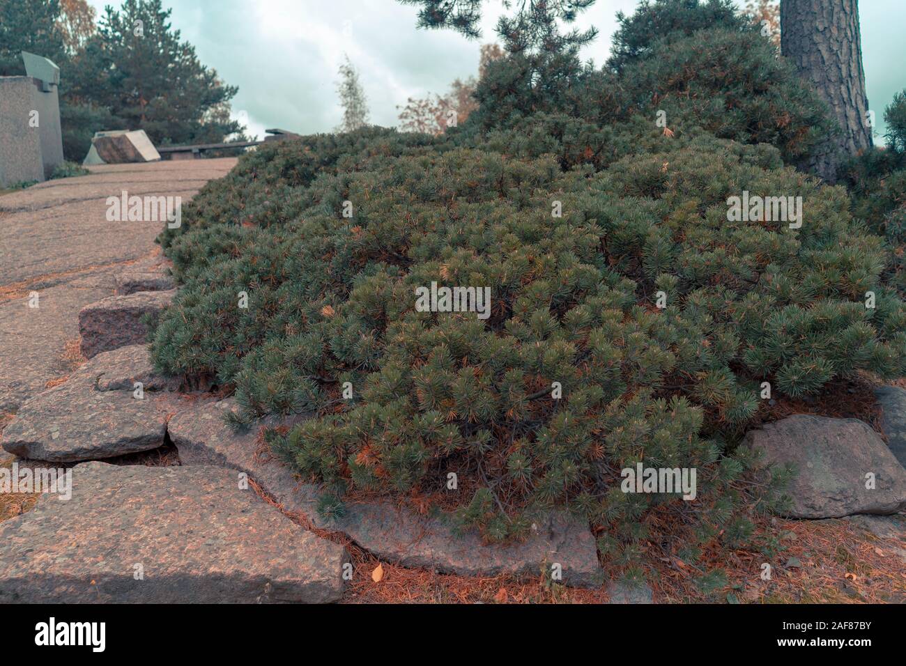 Nadelholz kriechende Wacholder wächst auf Rock, Fichte, Tanne, Kiefer, Landschaftsgestaltung in Finnland Park. Stockfoto