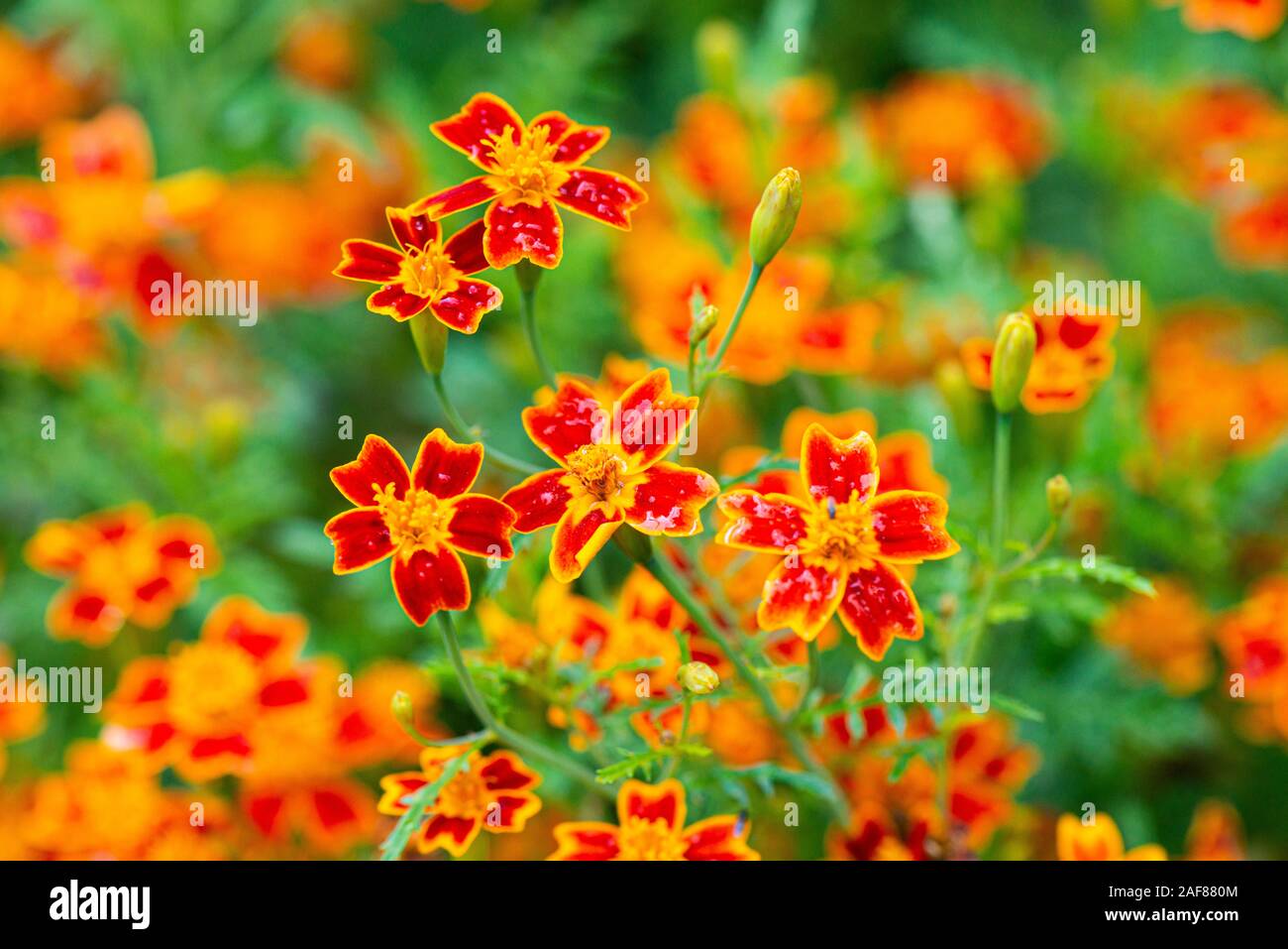Die Blüten der Ringelblume rote Edelstein (Tagetes tenuifoila' Rote Edelstein') Stockfoto
