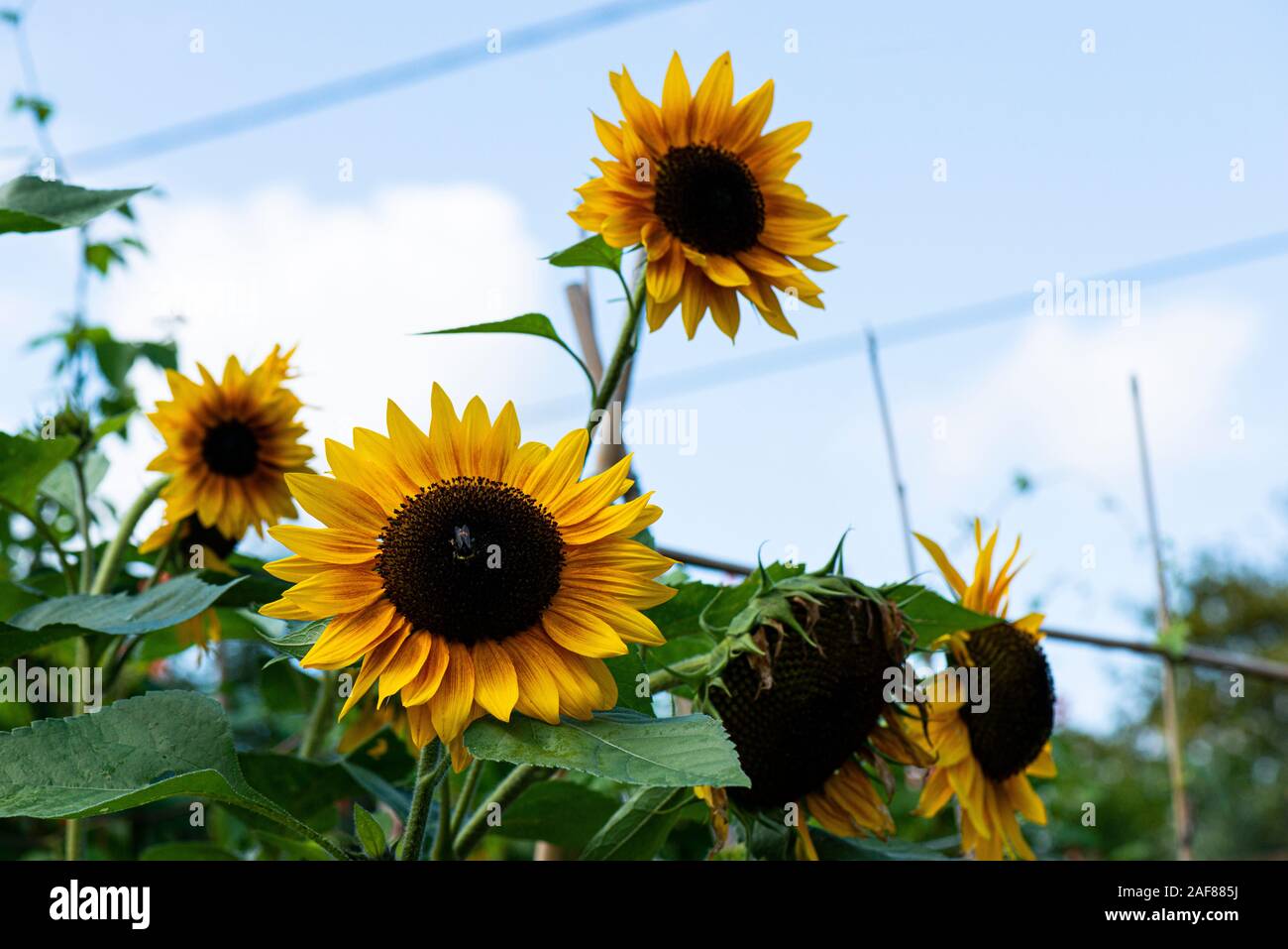 Eine Hummel (BOMBUS) auf eine Sonnenblume (Helianthus) Stockfoto