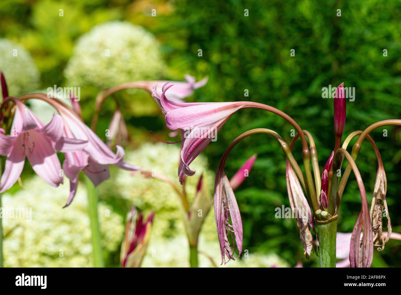 Die Trompetenförmigen hellrosa Blüten von Powell Lilys Sumpf (Crinum x powellii) Stockfoto