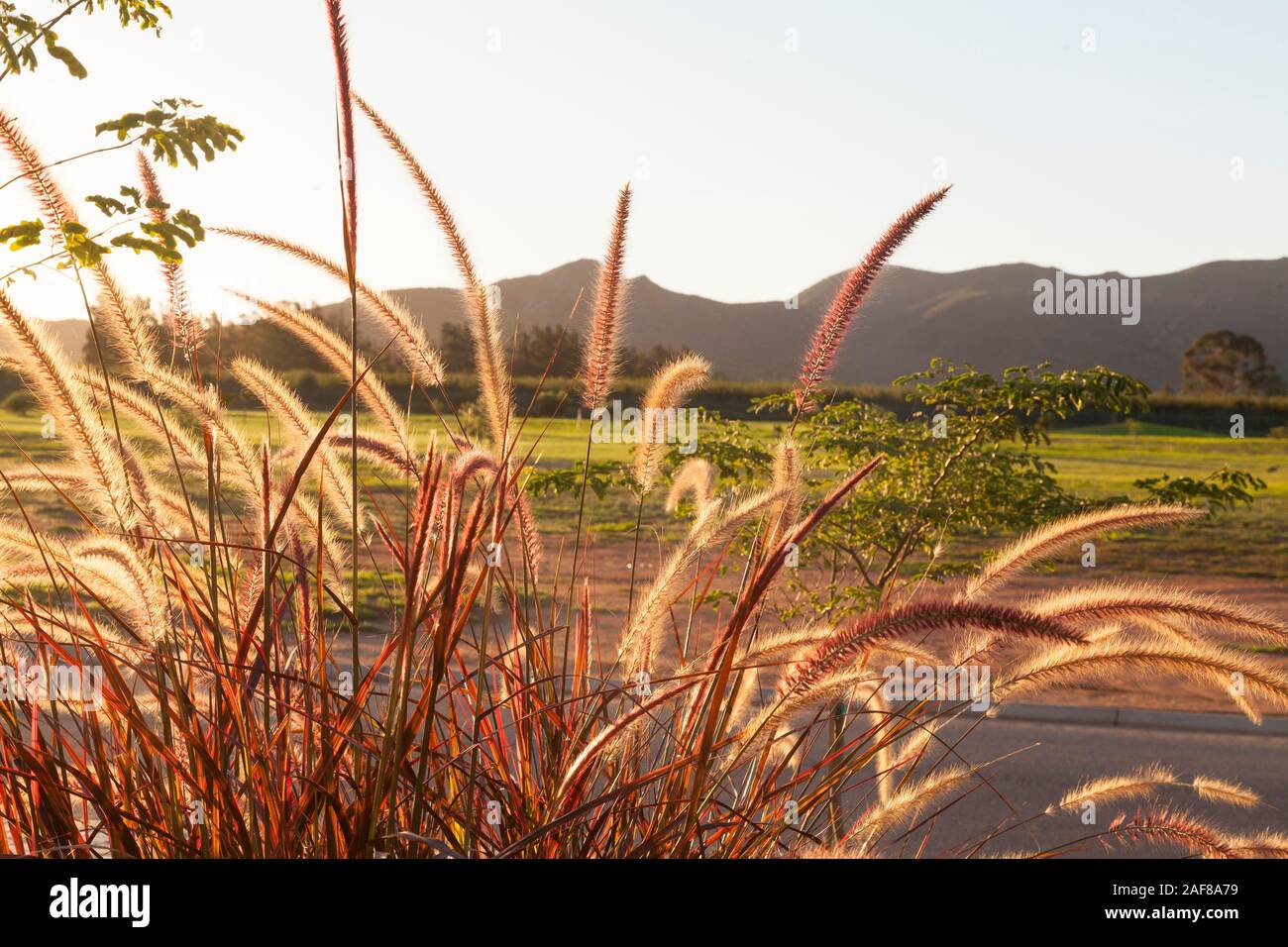 Pennisetum setaceum 'Feuerwerk', eine späte Blüte ornamental Gras mit varegated Rot Grün und Rosa verlässt. Blütenstände mit Hintergrundbeleuchtung bei sunett in Stockfoto