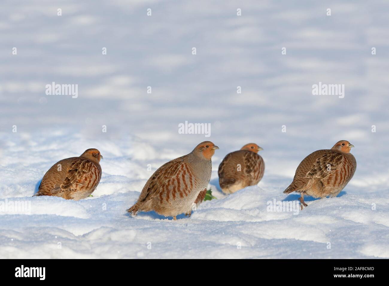Grey Rebhühnern Perdix Perdix Covey im Schnee Stockfoto