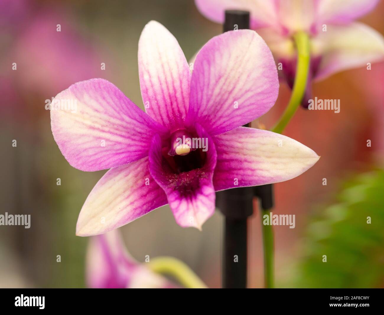 Nahaufnahme von einem schönen rosa und lila Orchidee mit unscharfen Hintergrund Stockfoto