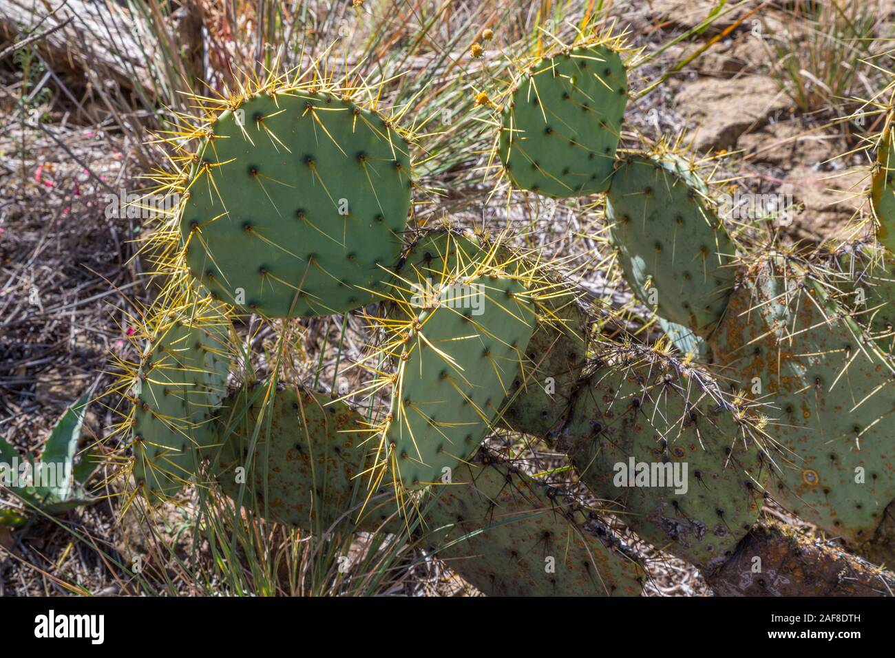 Big Bend National Park, Stacheln einer Stacheligen großfrüchtige Pricklypear (beavertail) Kaktus (Opuntia spinosibacca) entlang der verlorenen Mine Trail. Stockfoto