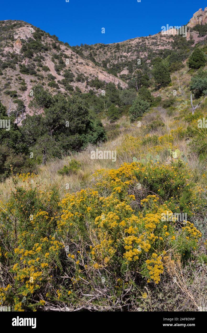 Big Bend National Park, V egetation entlang der verlorenen Mine Trail. Stockfoto