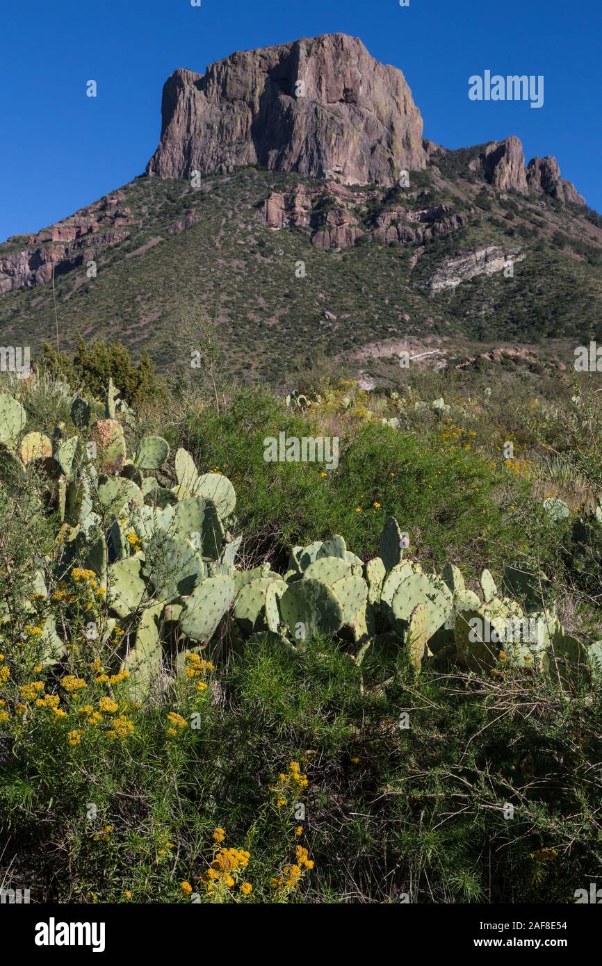 Big Bend National Park, Texas. Casa Grande, in der Chisos Berge. Pricklypear Kaktus (beavertail) stärker in den Vordergrund. Stockfoto