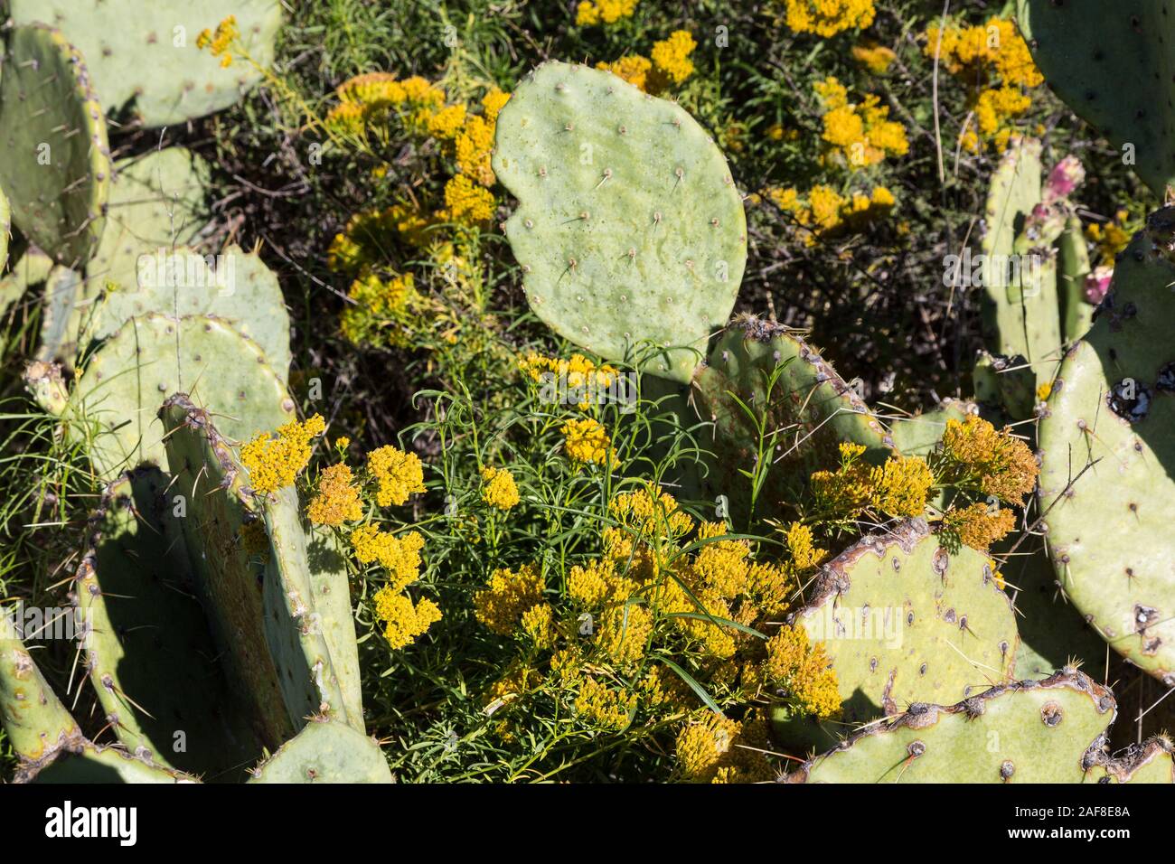 Big Bend National Park. Blind Pricklypear (beavertail) Kaktus (Opuntia basilaris), ohne scharfe Stacheln. Stockfoto