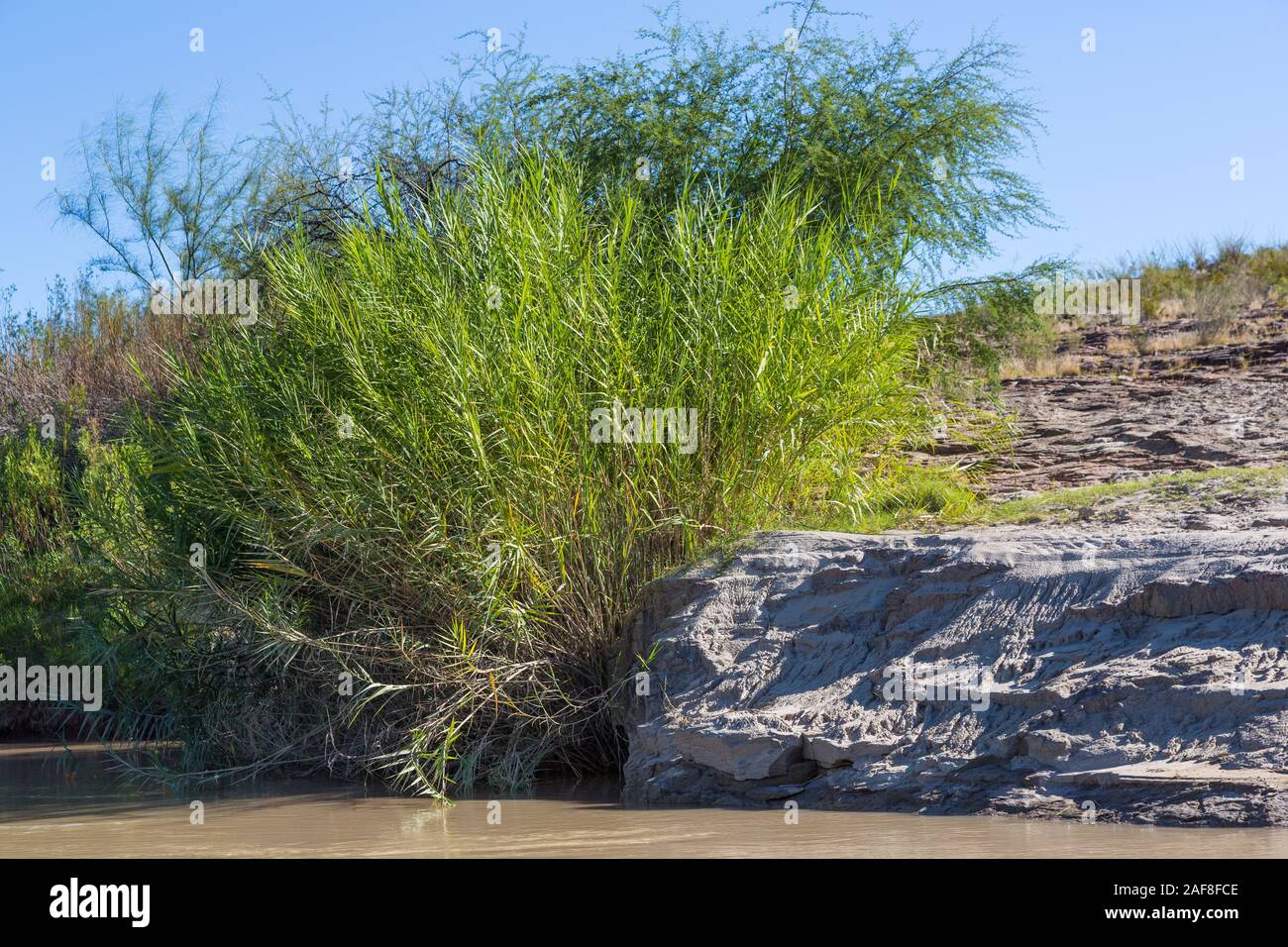 Carrizo Zuckerrohr (Pfahlrohr (Arundo Donax), eine invasive Arten, am Ufer des Rio Grande Flusses, in der Nähe von Rio Grande Village, Big Bend NP. Stockfoto