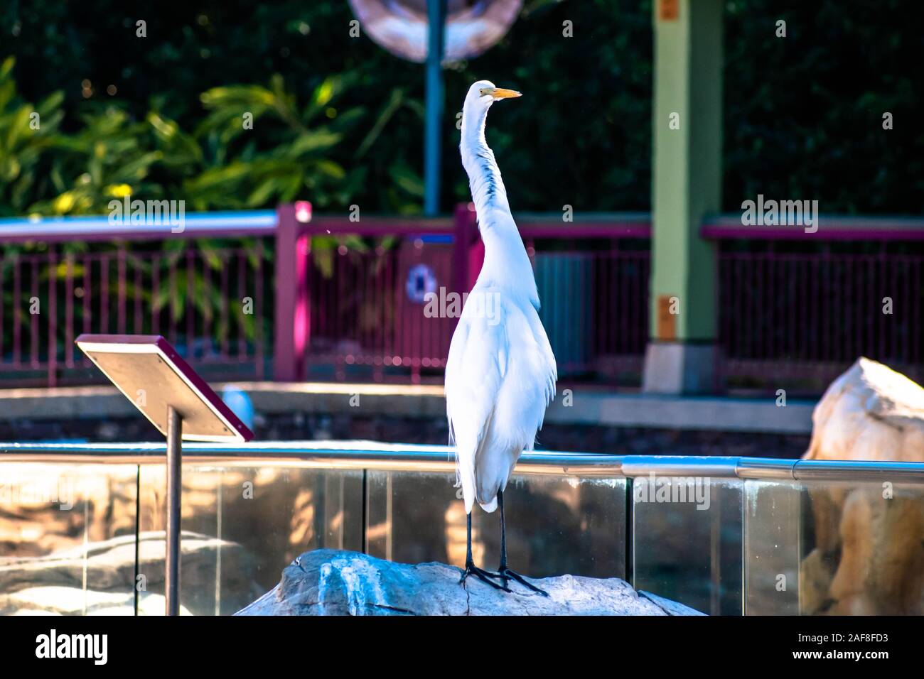 Orlando, Florida. 07. Dezember 2019. Schöne Vogel in Seaworld Stockfoto