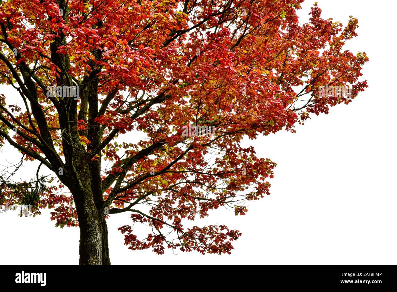 Amerika Kanada, Quebec, Parc Du Bois-De - Coulonge-Bäume und Laub im Herbst Stockfoto