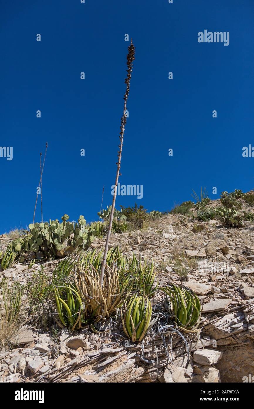 Big Bend National Park, Texas. Agave lechuguilla. Nachdem seine Blüte Stängel der Pflanze stirbt. Neue Pflanzen wachsen um die Toten. Stockfoto