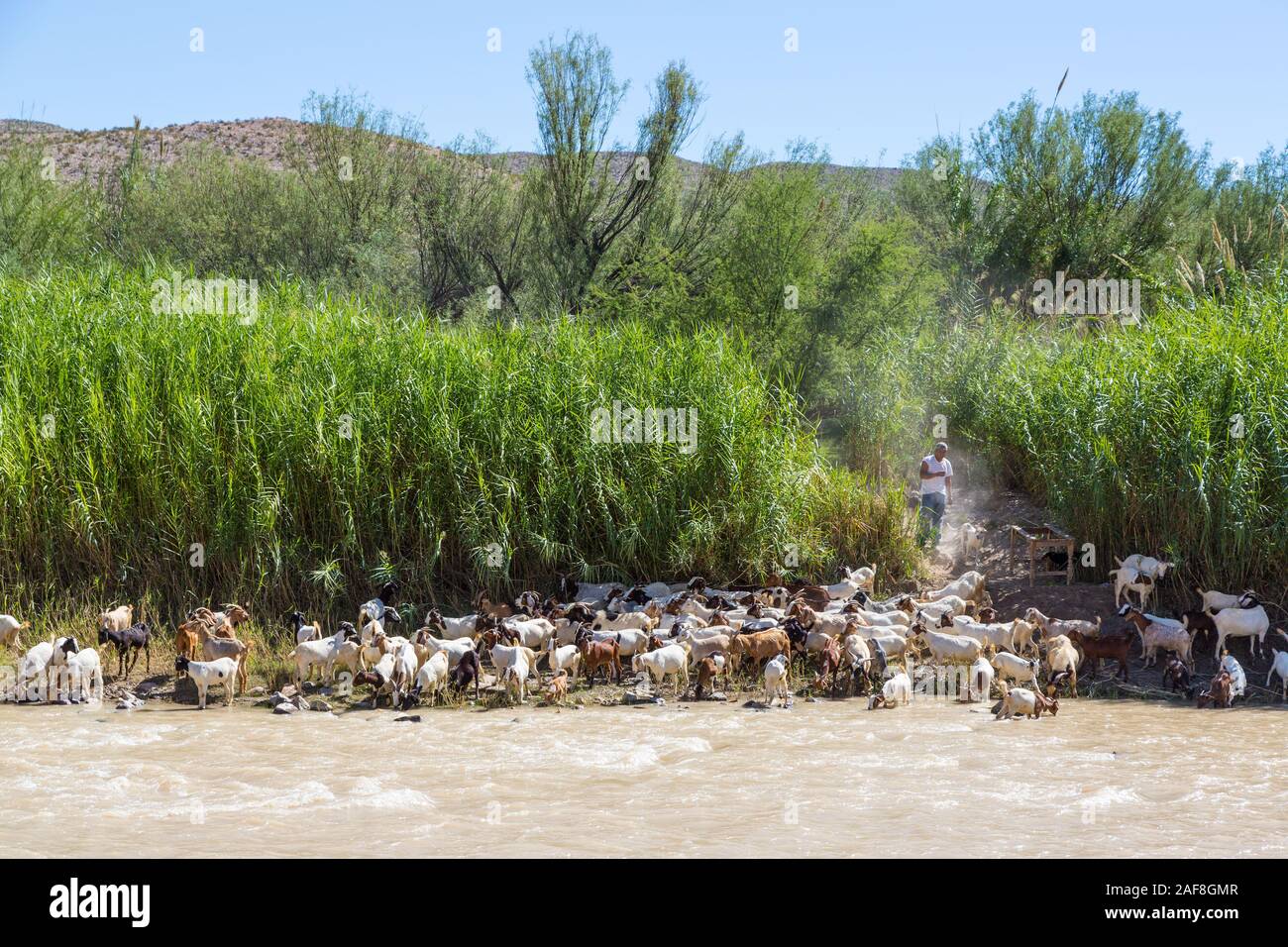 Big Bend National Park, Rio Grande River. Mexikanische Hirt seine Ziegen zum Fluss zu trinken. River Bank bedeckt mit Carrizo Zuckerrohr (Giant Re Stockfoto