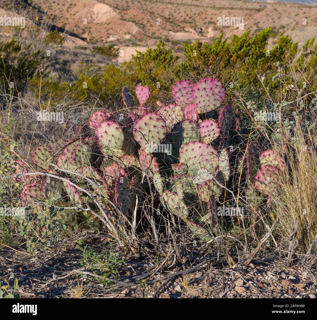 Pricklypear (beavertail) Cactus, Tuff Canyon, Big Bend National Park, Texas. Stockfoto