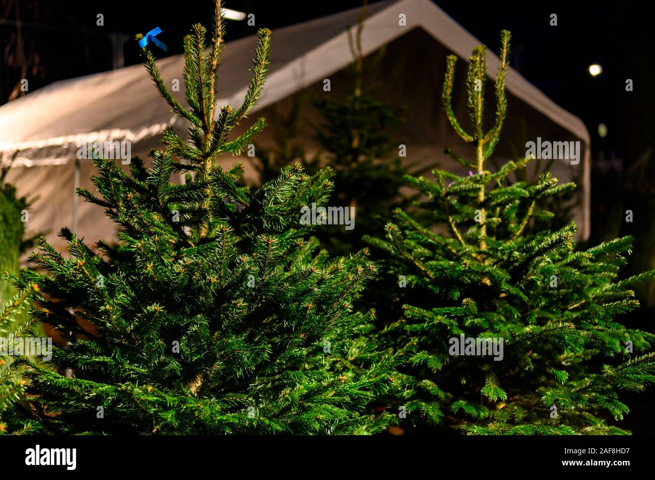 Weihnachtsbäume zum Verkauf auf einem Marktplatz. Stockfoto