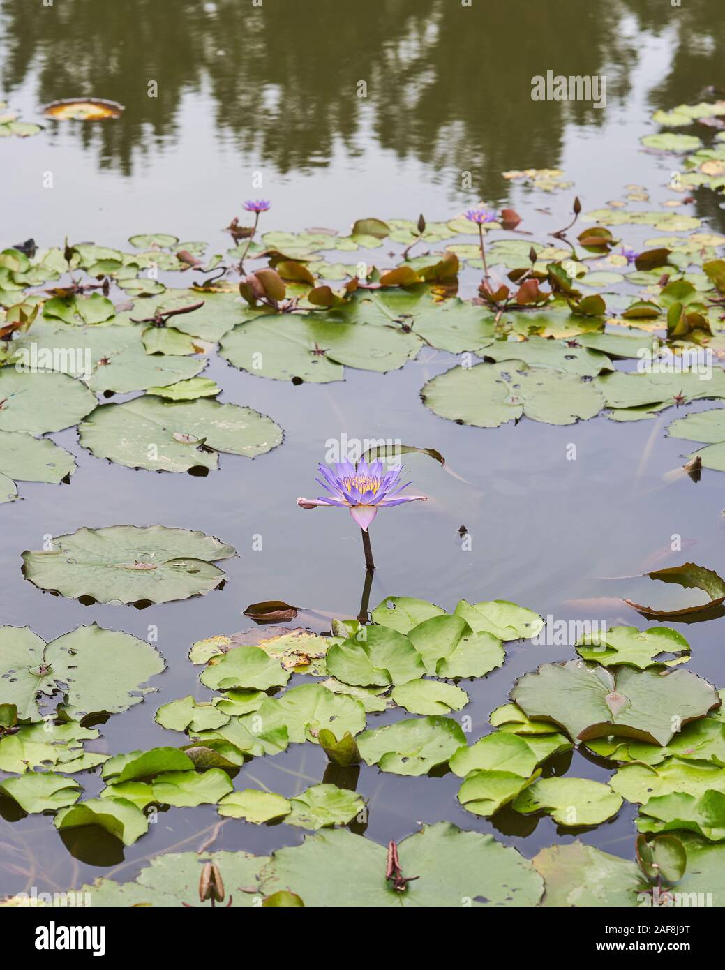 Lila tropischen Seerose im Chinesischen Garten, Singapur Stockfoto