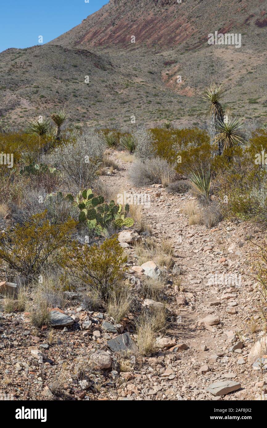 Big Bend National Park, Texas. Chihuahuan Wüste Vegetation (Yucca, Pricklypear Cactus) entlang der Mule Ohren Feder Trail. Stockfoto