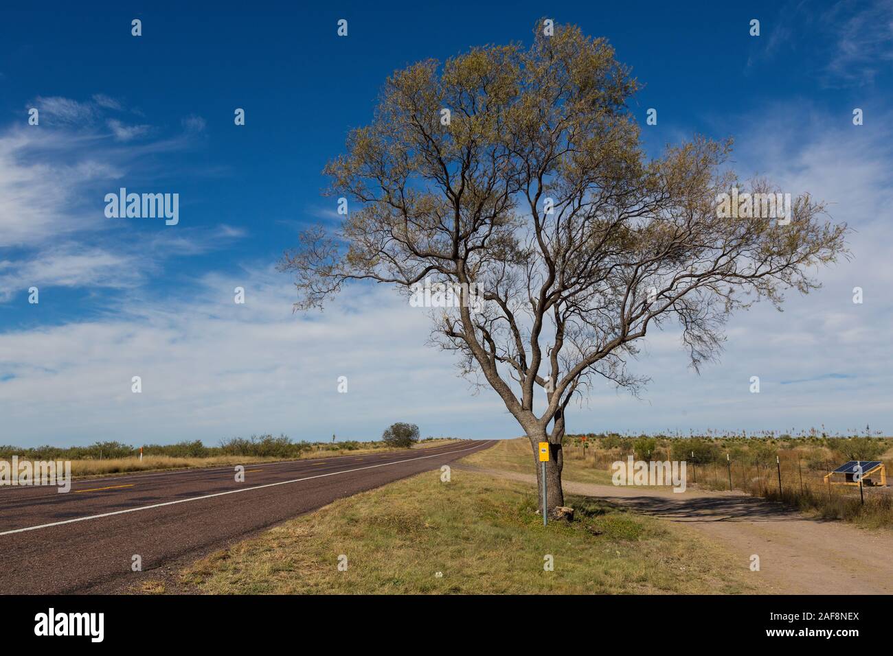 Einsamer Baum entlang US Highway 90 in der Nähe von Marfa, Texas. Stockfoto