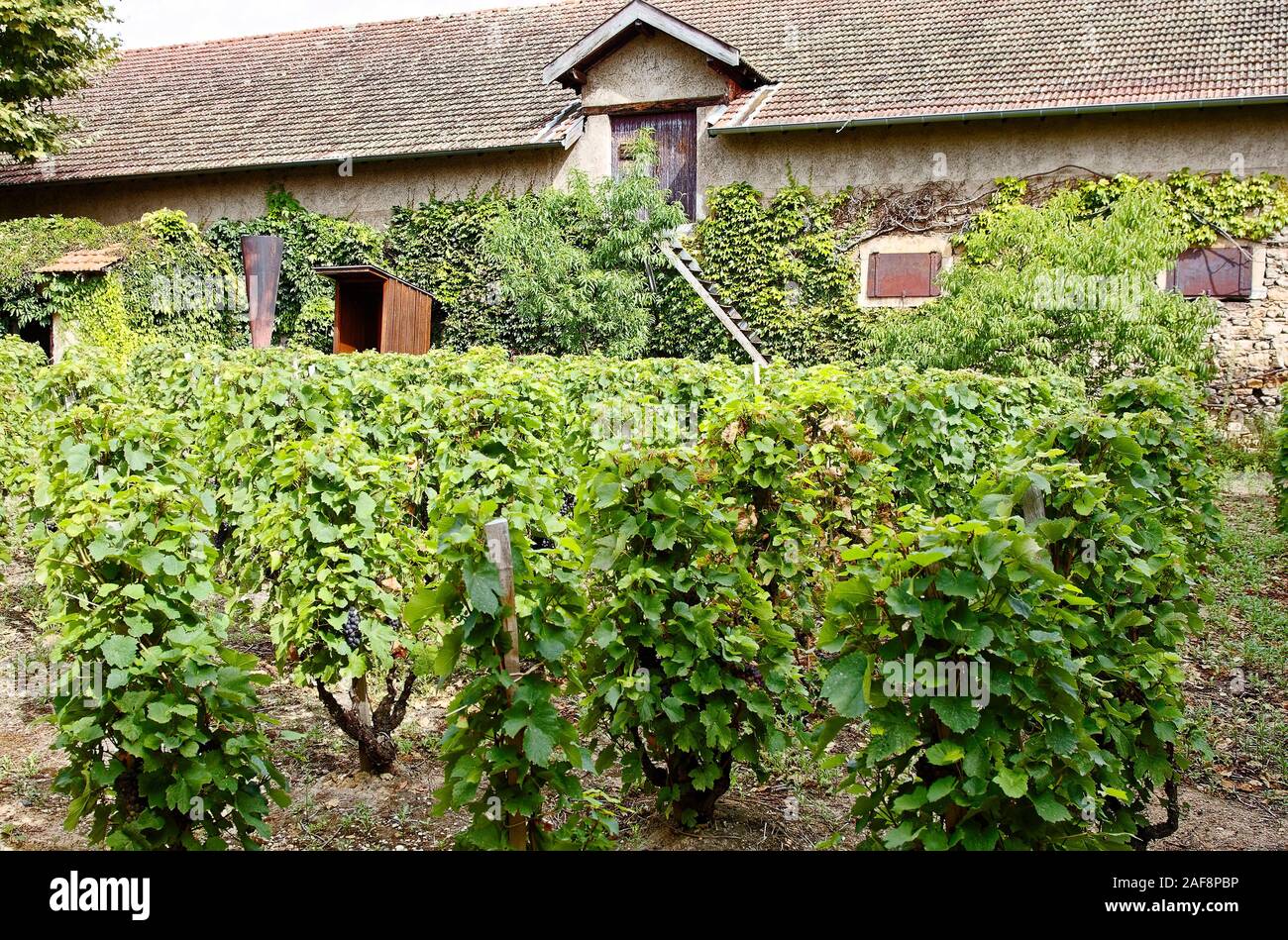 Georges du boeuf weinmuseum und weingut -Fotos und -Bildmaterial in ...