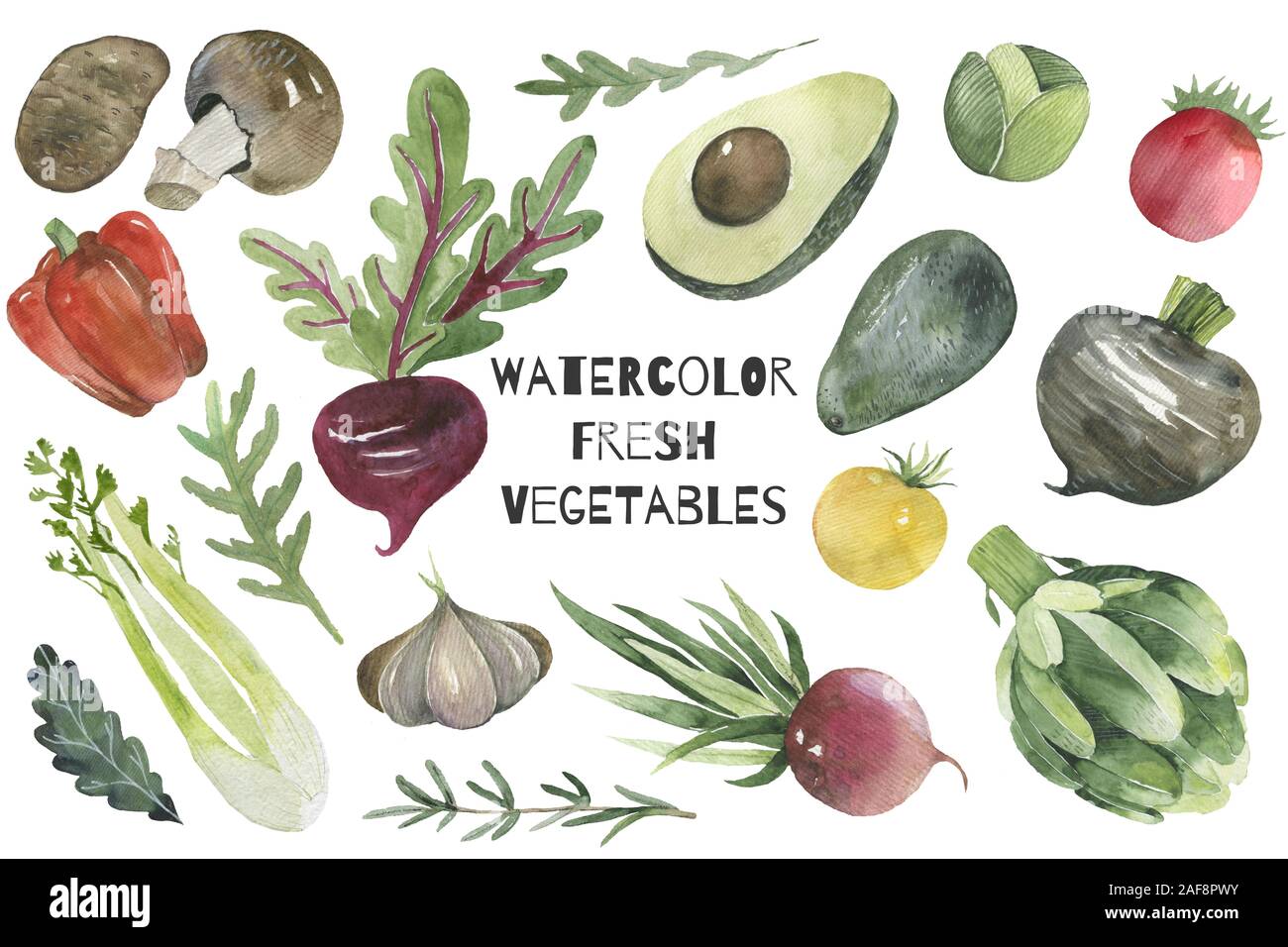 Verschiedene Arten von Gemüse Illustration pilz, Kartoffeln, Rote Beete, Avocado Stockfoto
