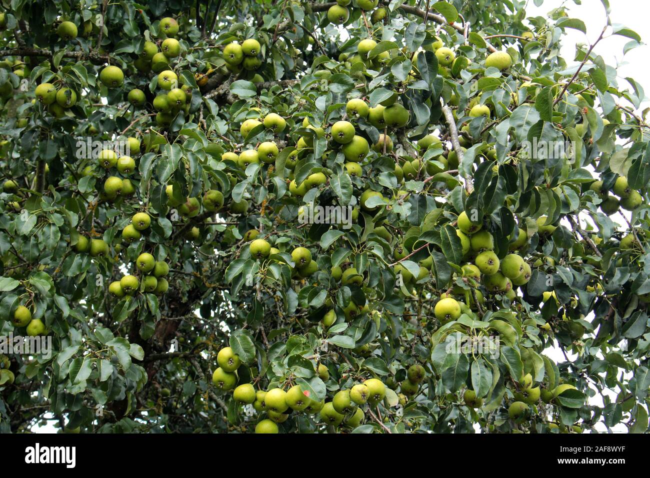 Grüne Äpfel auf den Ästen eines apple tree Stockfoto