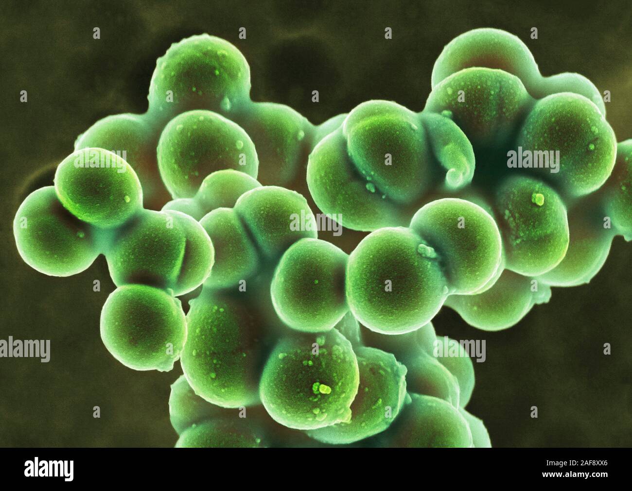 MRSA-Bakterien, SEM Stockfoto