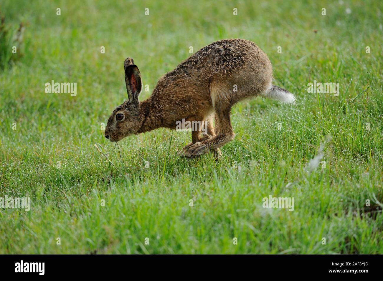 Floating galoppieren. Schwebender Galopp. Stockfoto