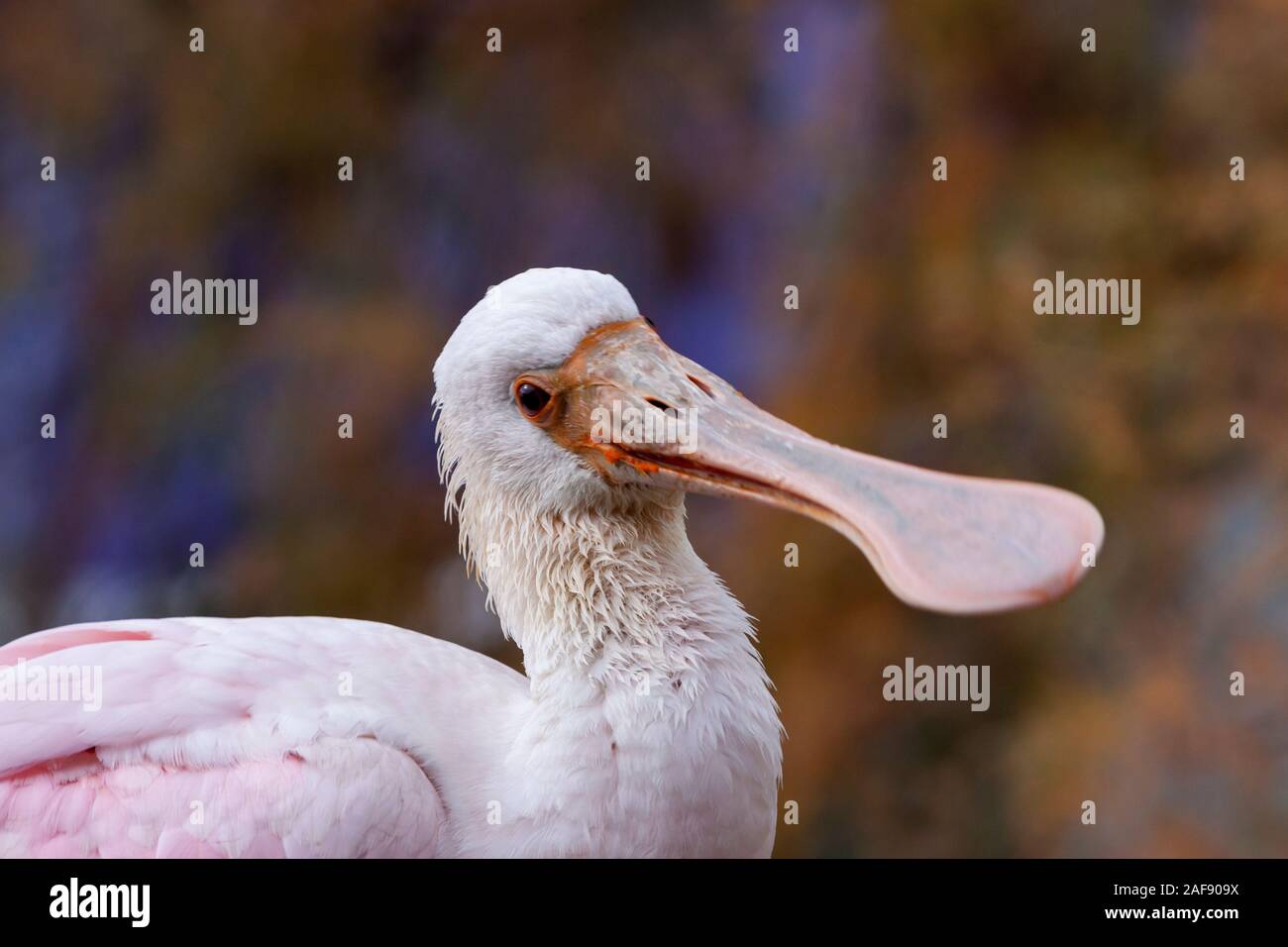 Rosige Löffler Stockfoto