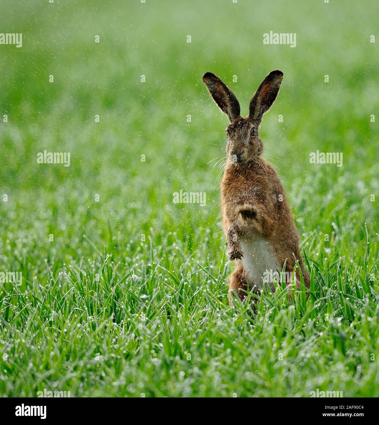 Schütteln Sie das Wasser. Das Wasser abschütteln. Stockfoto