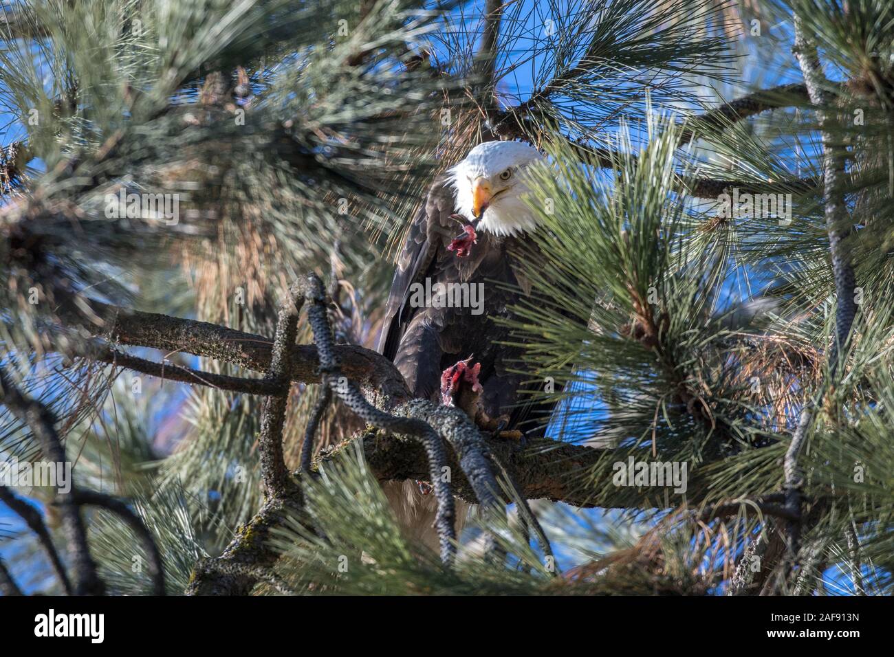 Ein Weißkopfseeadler in einem Baum gehockt isst ein Fisch es nicht in der Nähe von Coeur d'Alene, Idaho gefangen. Stockfoto