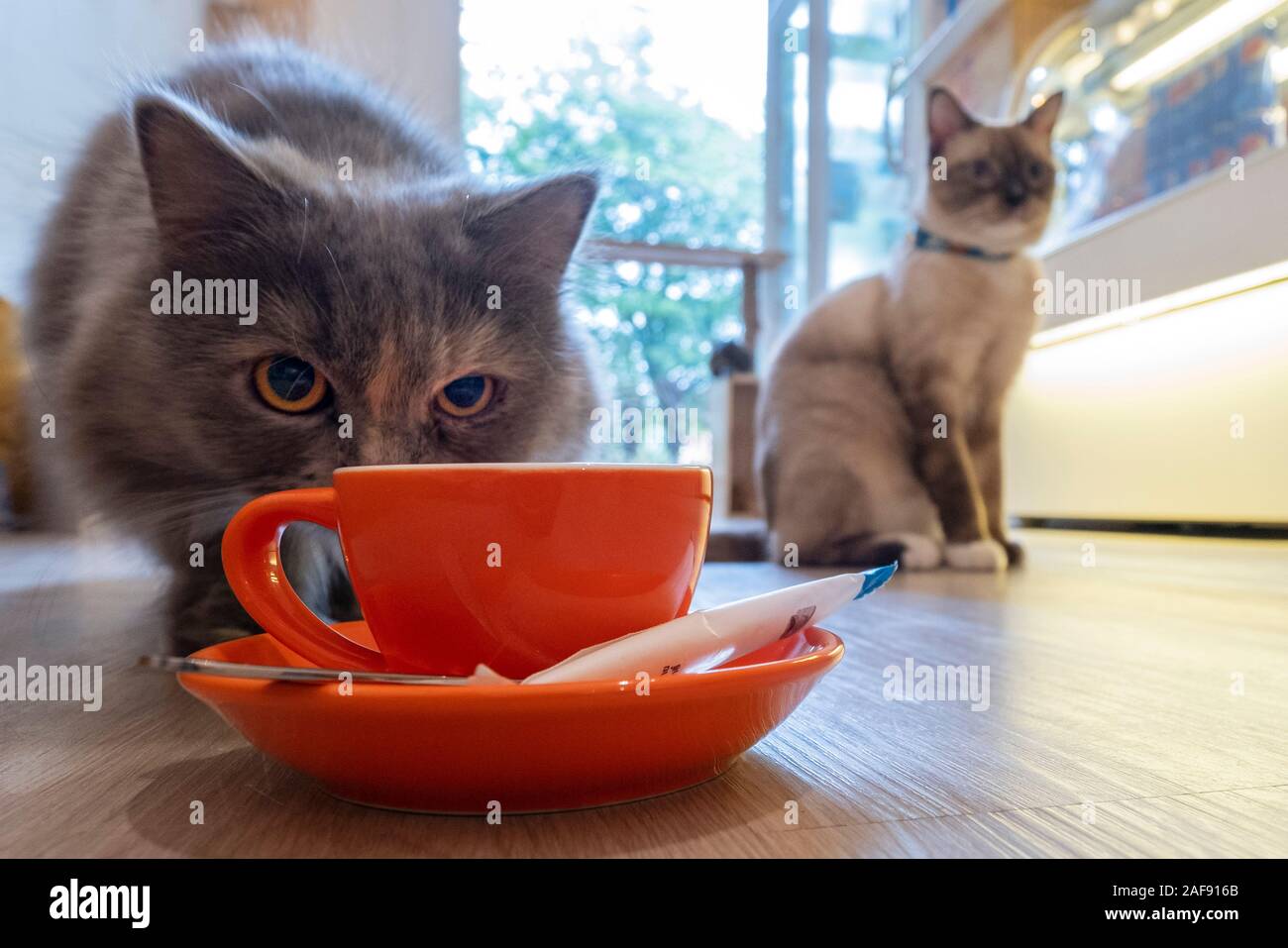 Katzen in der Chhma Cat Cafe, Phnom Penh, Kambodscha Stockfoto