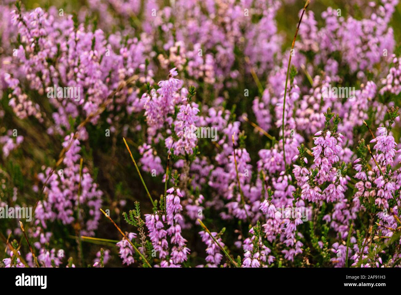 Schottisches Heidekraut, verschwommenen Hintergrund Stockfoto