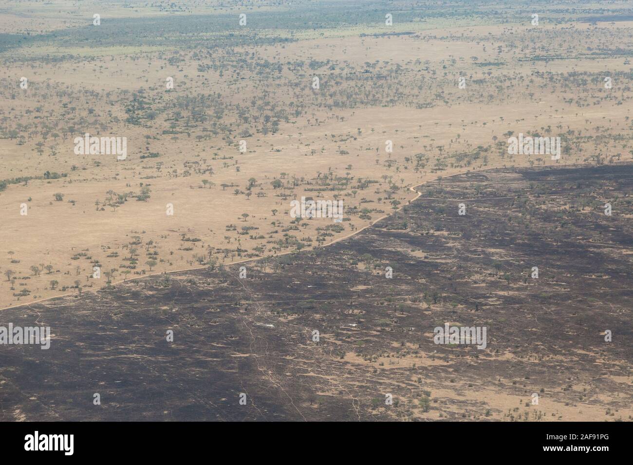 Tansania. Serengeti National Park. Kontrollierte Verbrennung durch Straßen begrenzt. Brennen regt neue Vegetation und reduziert die Tsetse Fliege Befall. Stockfoto