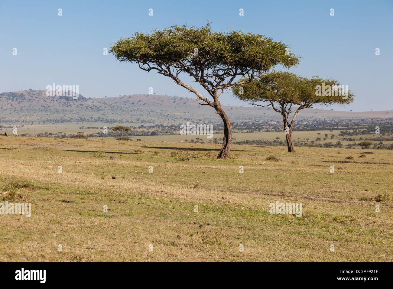 Tansania. Akazien auf die nördliche Serengeti Plain. Stockfoto
