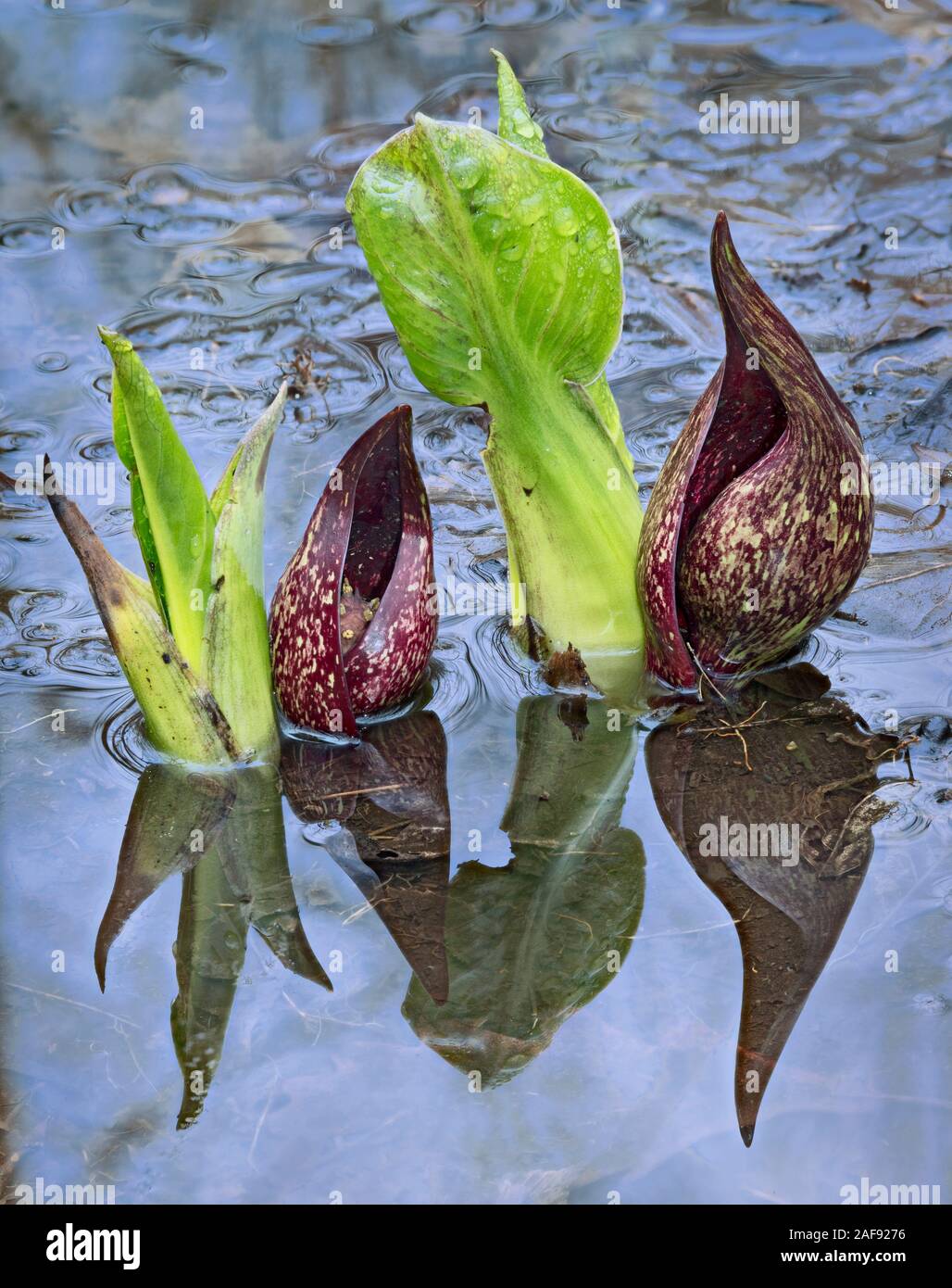 Die orange Blume, einer Wiese Blume, genannt Michigan Lily von Arten Stockfoto