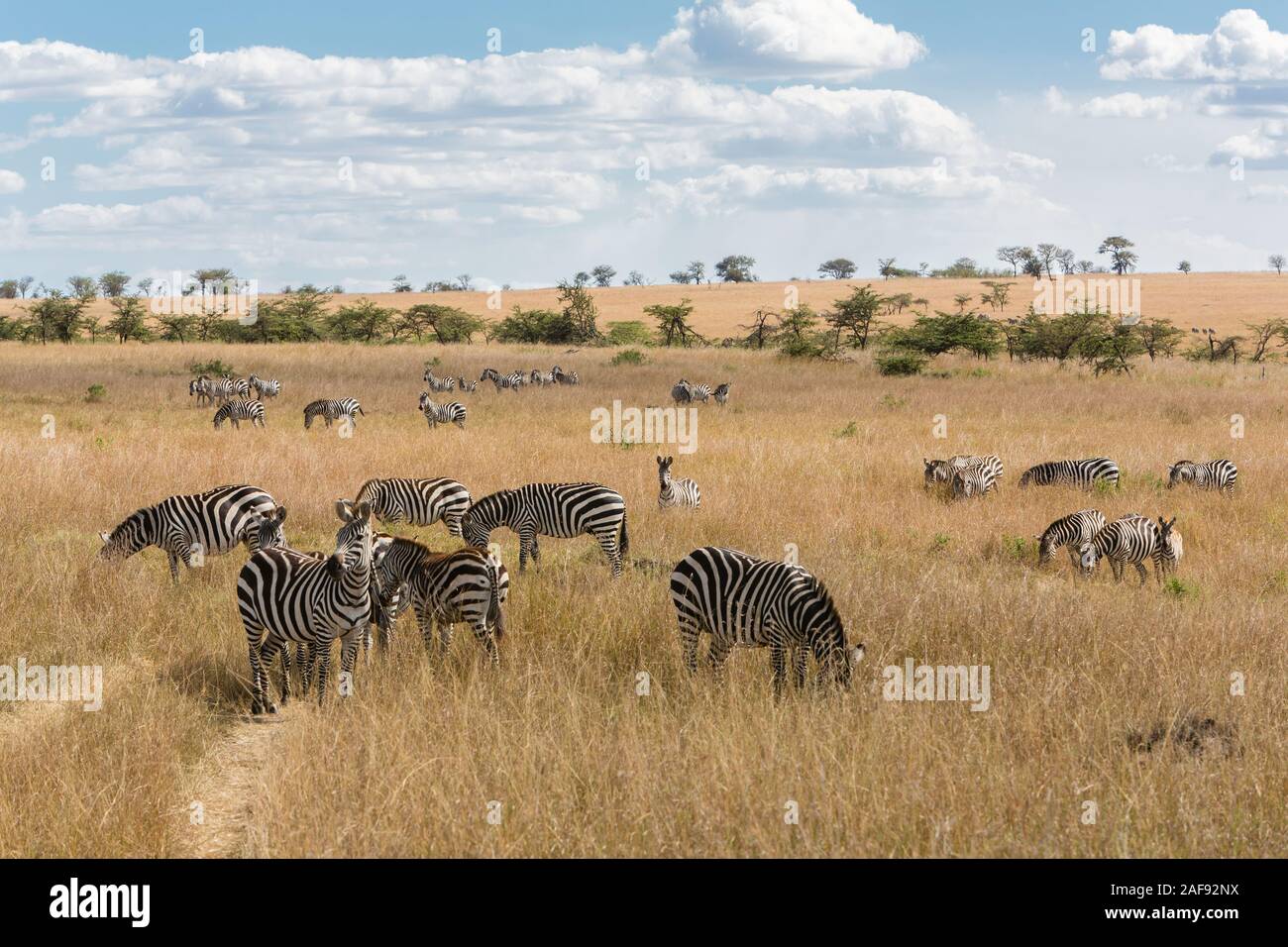 Tansania. Nordosten der Serengeti, Zebras. Stockfoto