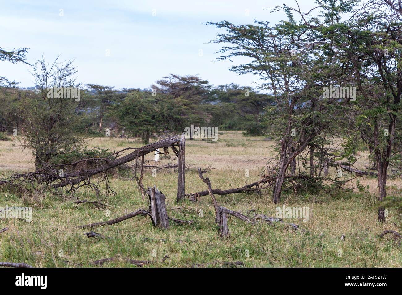 Tansania. Serengeti. Bäume zog von Elefanten. Stockfoto