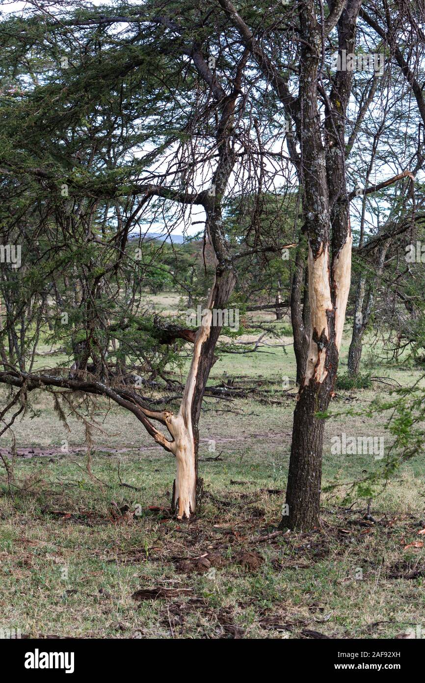 Tansania. Serengeti. Bäume Entrindet von Elefanten. Stockfoto