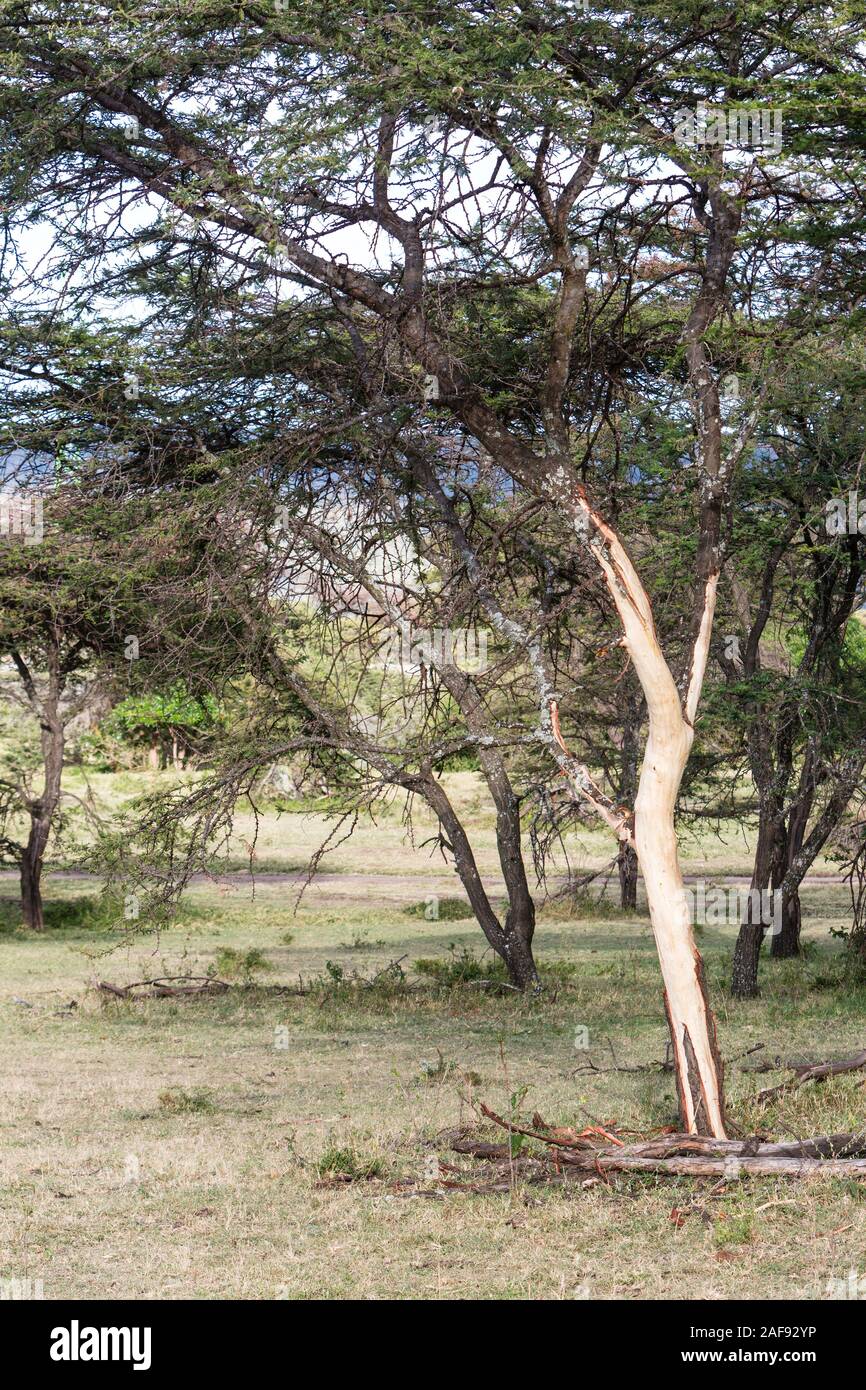 Tansania. Serengeti. Bäume Entrindet von Elefanten. Stockfoto