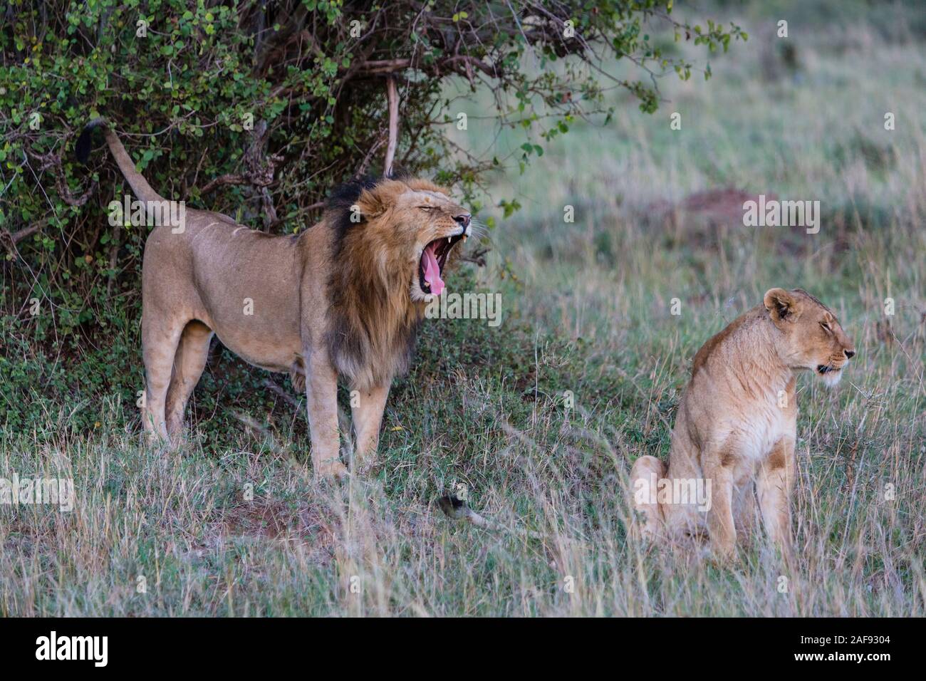 Tansania. Serengeti. Lion Paar, männlich Brüllen. Stockfoto