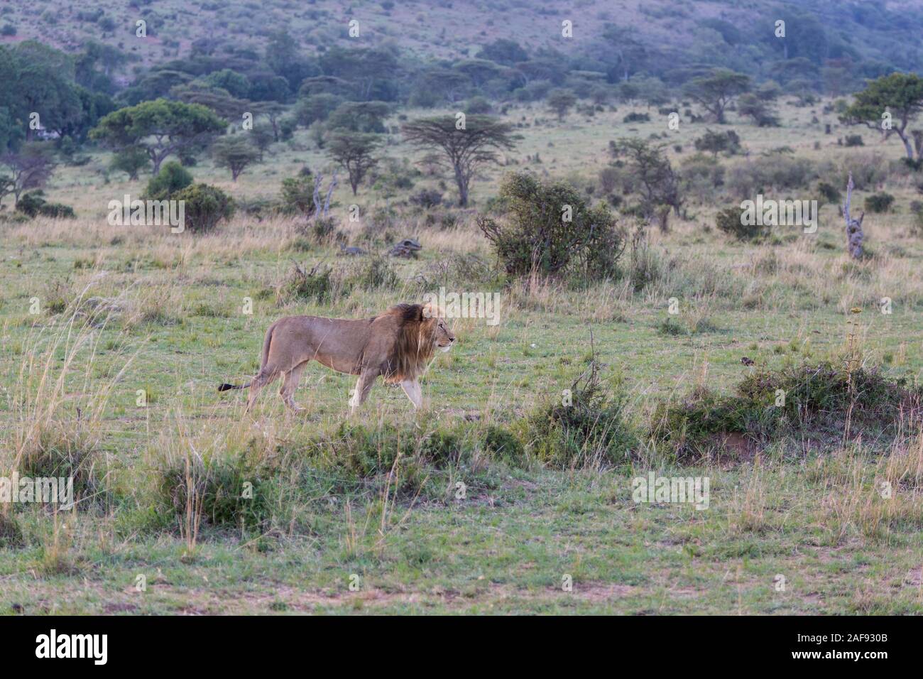 Tansania. Serengeti. Männliche Löwe Wandern. Stockfoto