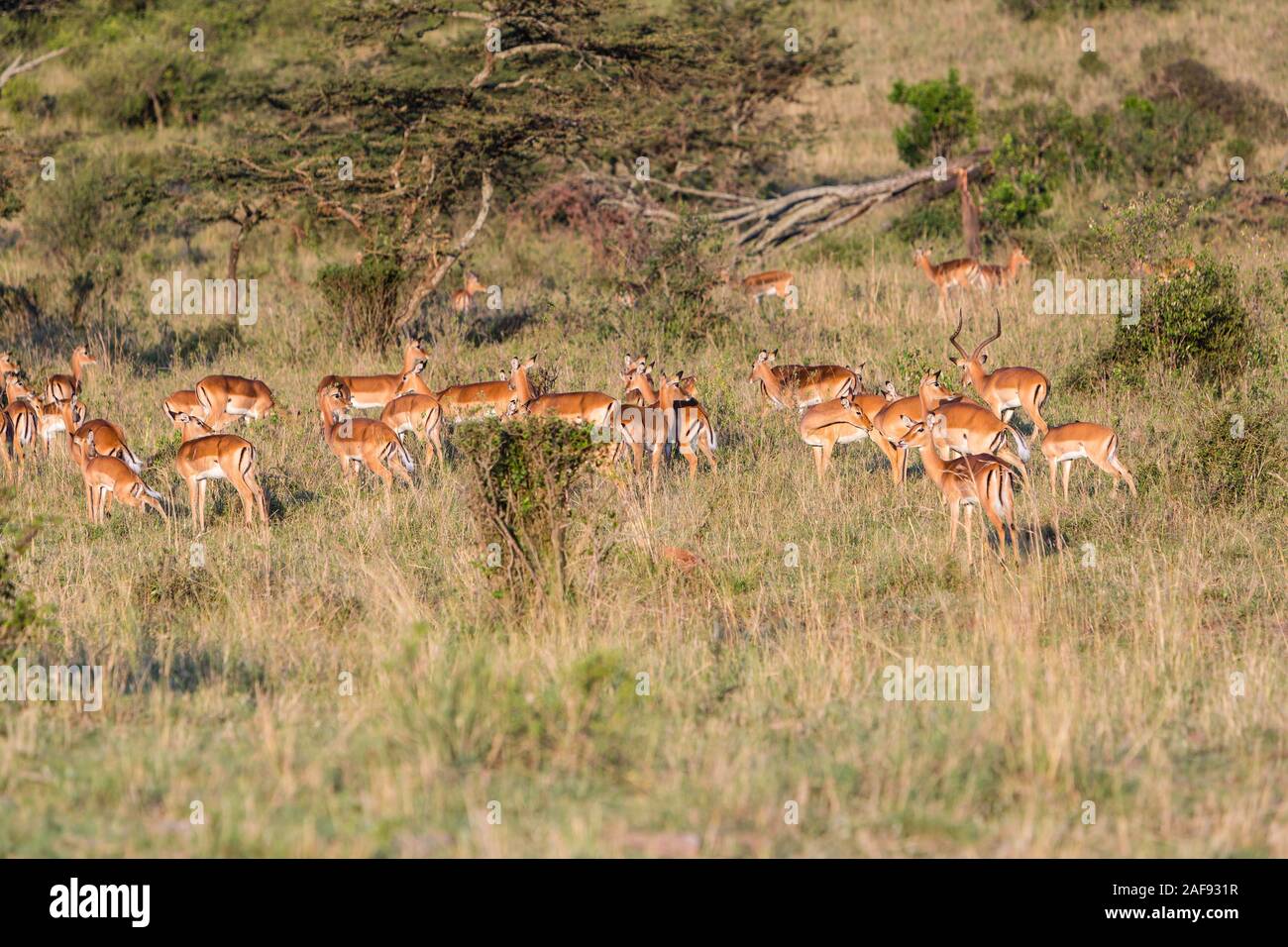 Tansania. Serengeti. Impala Herde grasen am frühen Morgen, dominante Männchen auf der rechten Seite. Stockfoto