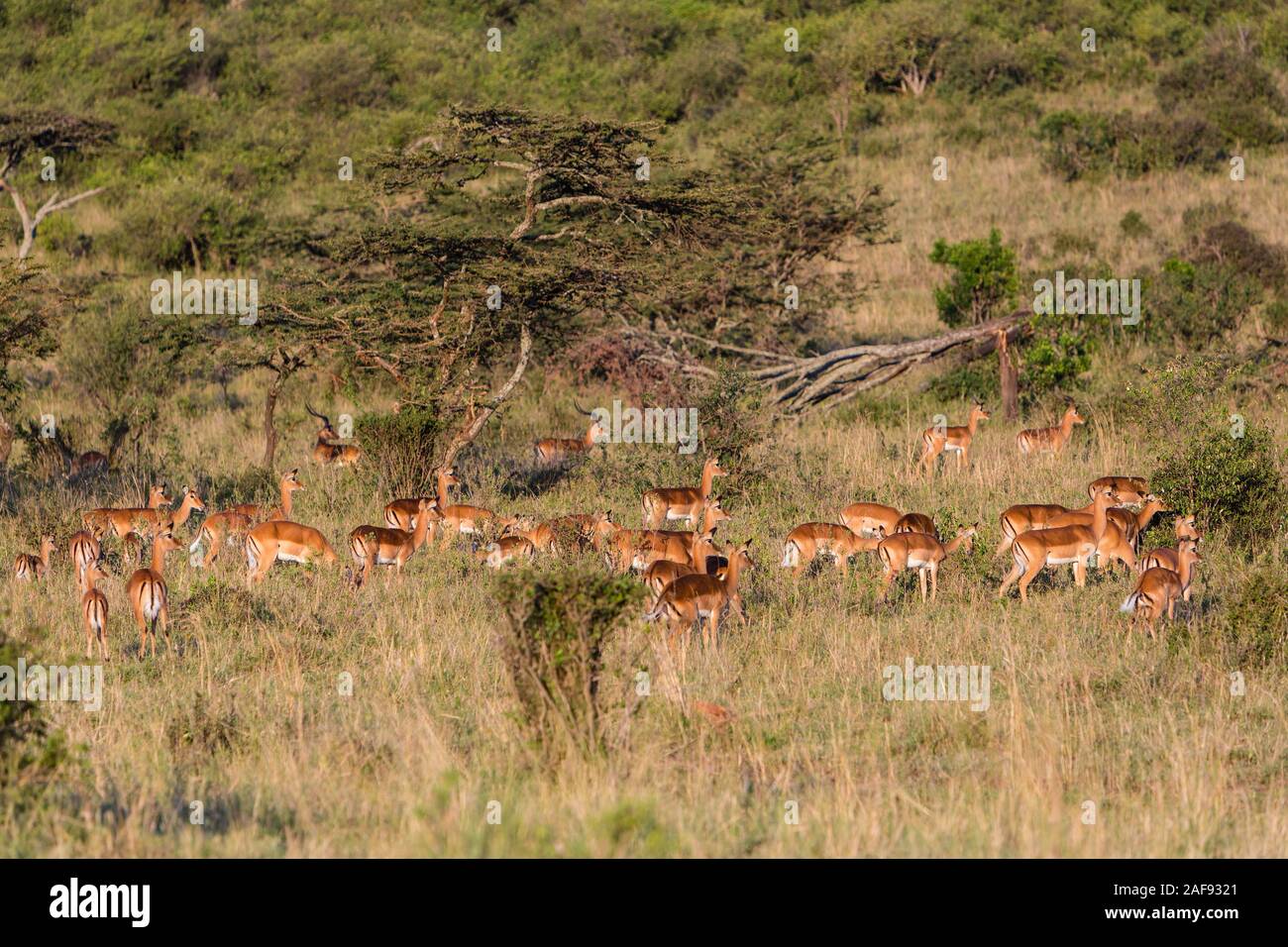 Tansania. Serengeti. Herde weiblicher Impalas Alert für Gefahr. Stockfoto