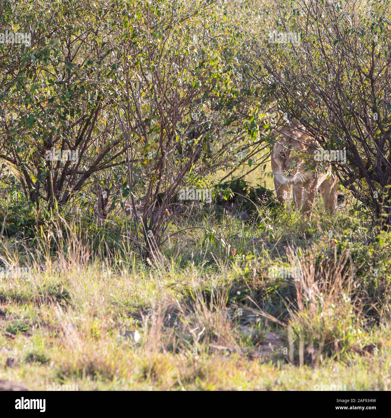 Tansania. Serengeti. Weibliche Lionness Stalking Spiel durch den Busch. Stockfoto