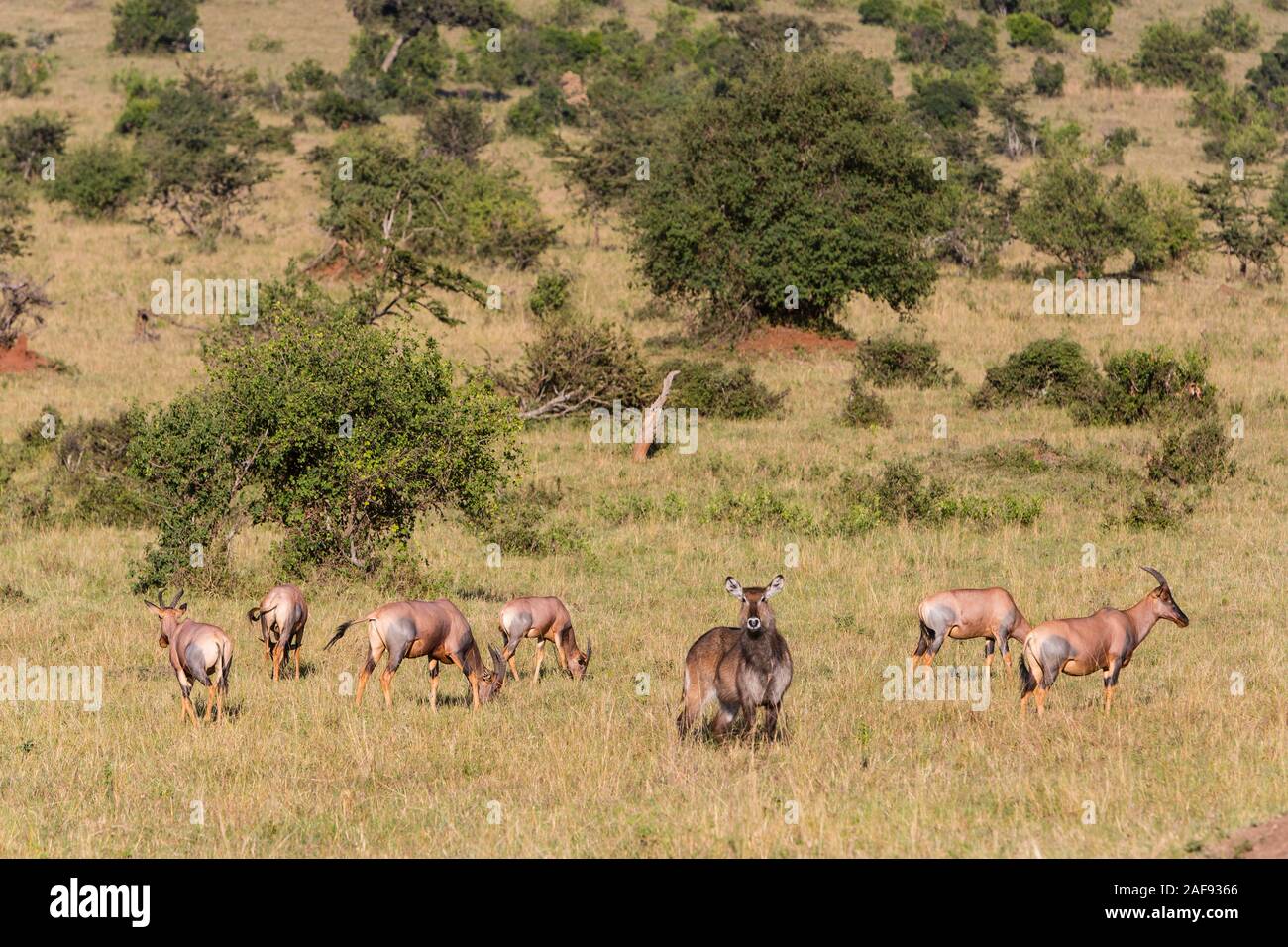 Tansania. Serengeti. Wasserböcke (Mitte) und Topi. Stockfoto