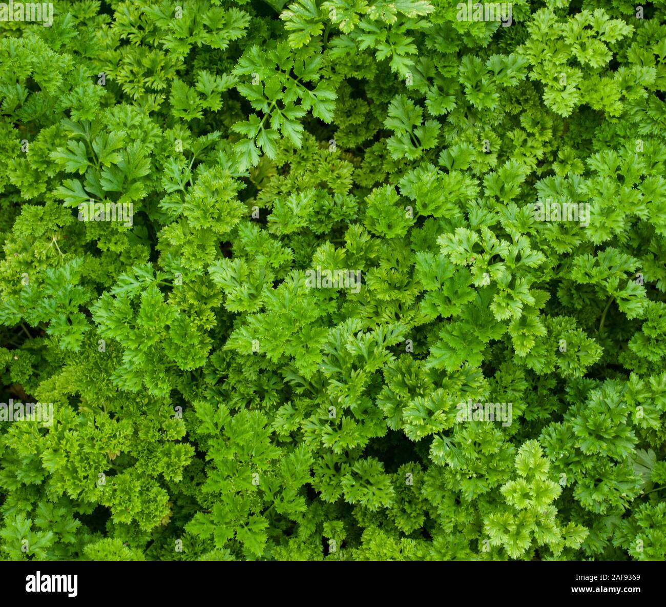 Grüne curly Petersilie im Garten wächst, Hintergrund Textur Foto Stockfoto
