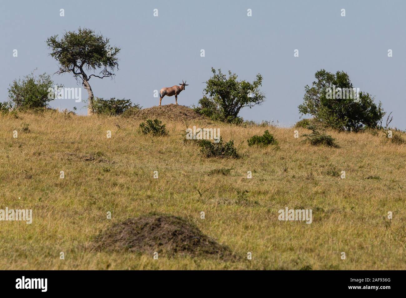 Tansania. Serengeti. Topi auf einem Hügel. Stockfoto